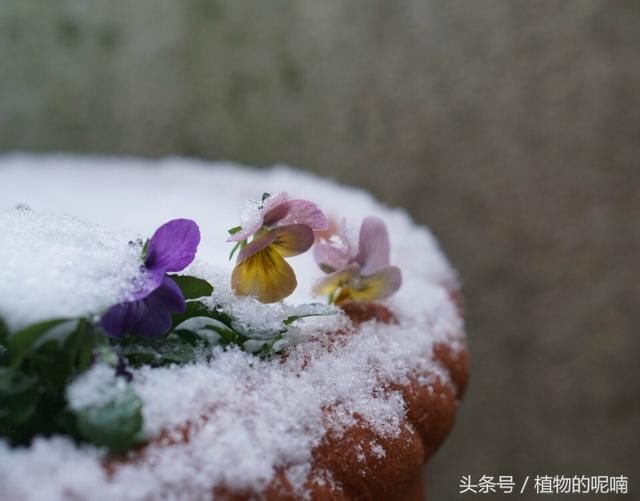 此花漂亮，灵气十足，好养，花期长花量大，春节种一盆，热闹喜庆