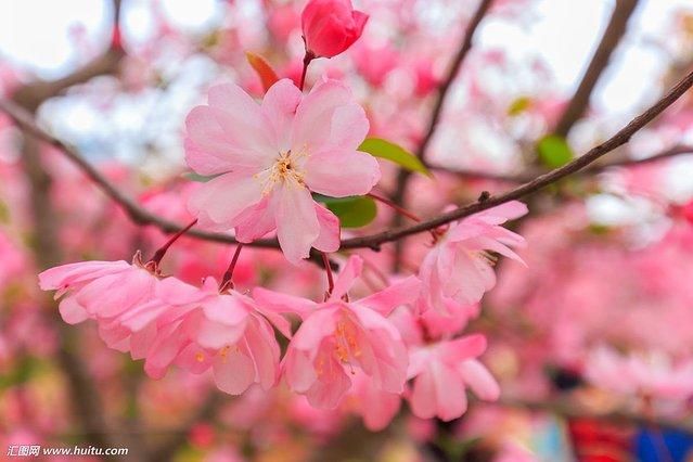 春季赏花地图2018上海周边赏花地大盘点，一起来观赏最美的鲜花盛