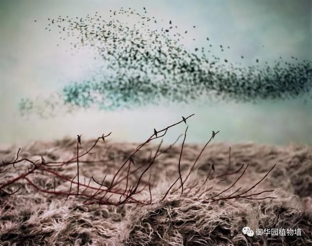 皮毛上的微景观，还原自然之美