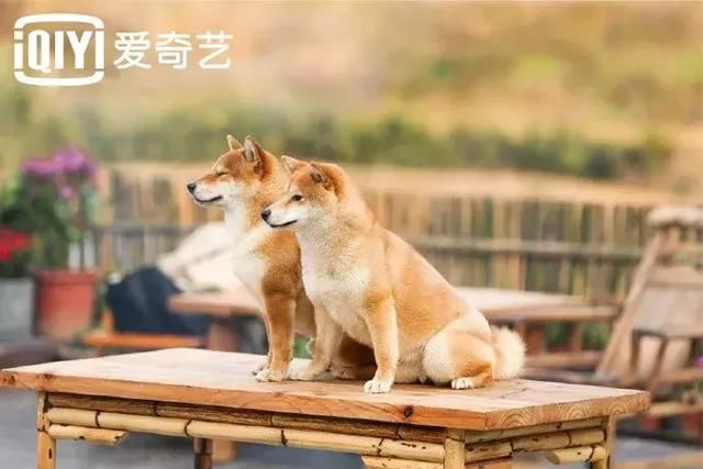 《向往的生活》第二季开播,彭昱畅插秧洗碗,刘