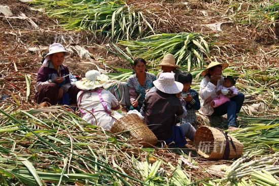 在农村，老人常说“楝树开花，男十七女十八”，啥意思？