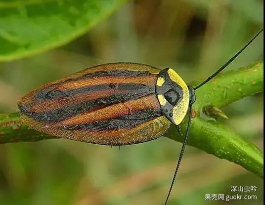 你没看错:这些美丽的生物统统都是蟑螂