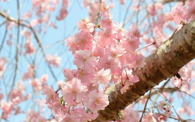 别去日本了！北京这趟6元小火车，带你穿越绝美樱花！沿途风景惊