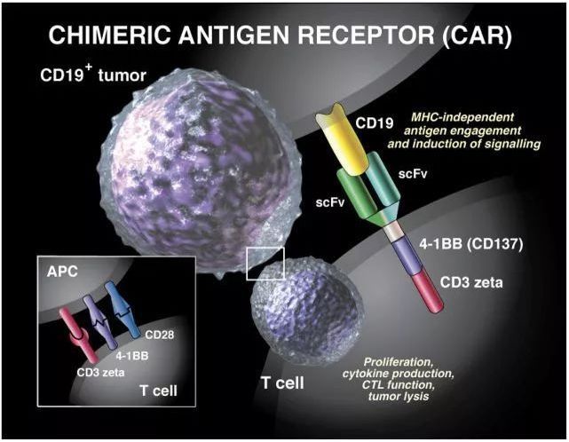 CAR-T疗法全新升级！抗癌效果翻4倍，还可消除多种实体瘤并预防复