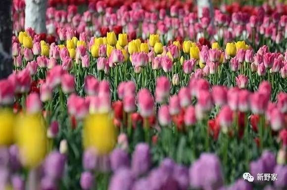 实拍!新野60多万株郁金香开放,美哭了!