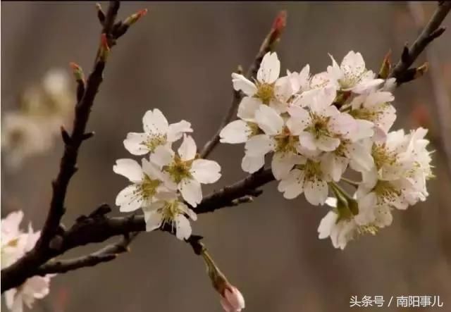 又到3月赏花季！2018年最新整理郑州及周边最美赏花地点时间表！