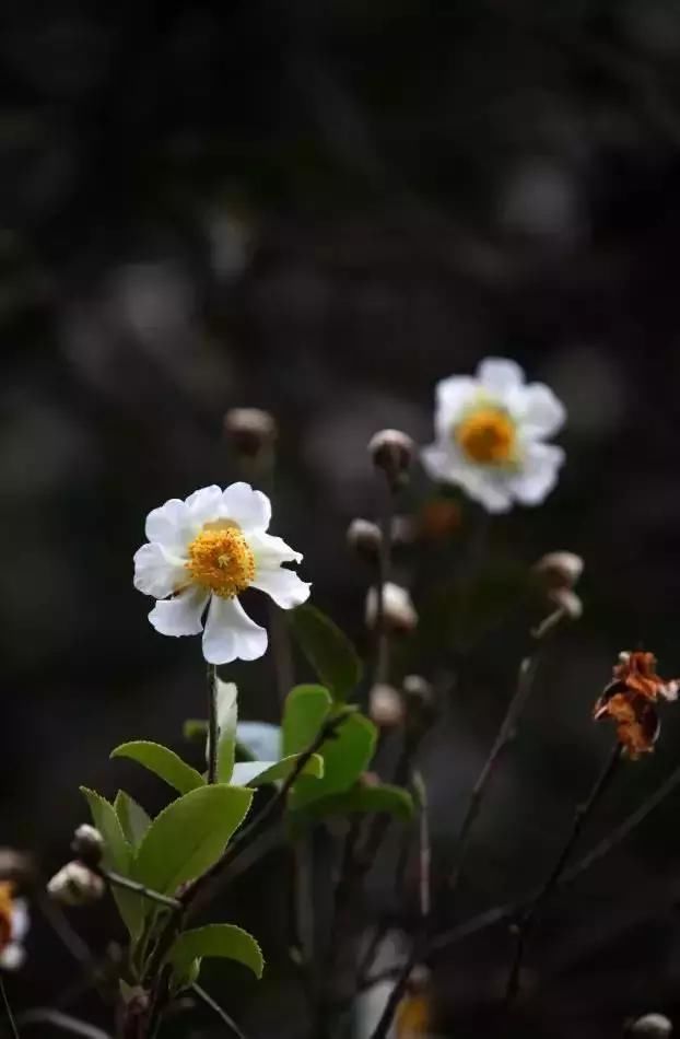 每种花都有特定的花开时间， 掌握这个时间， 为你营造最美的美景