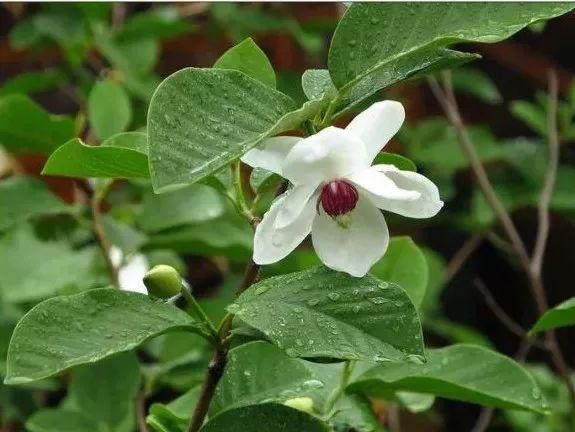 会议表决通过了关于2017年国民经济和社会发