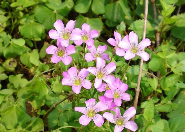 智商高，情商更高，三大生肖，看一下你身边有没有这样的高人