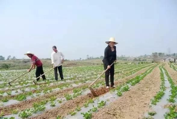 农民必看的增产高产花生种植管理技术