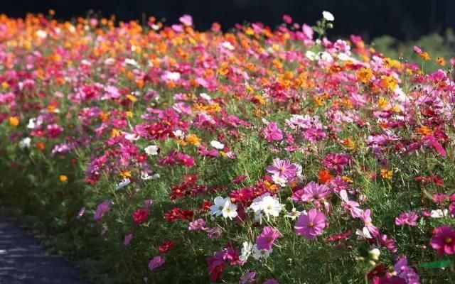 厦门一年四季都有花海，唯独春天最是浪漫