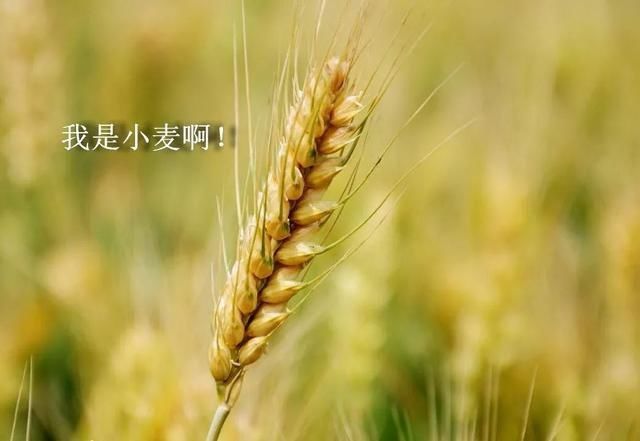 在西藏,为什么不种小麦和大麦,而要种青稞呢?
