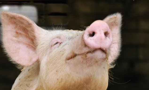 猪年出生人的一生运势总批,看看怎么回事