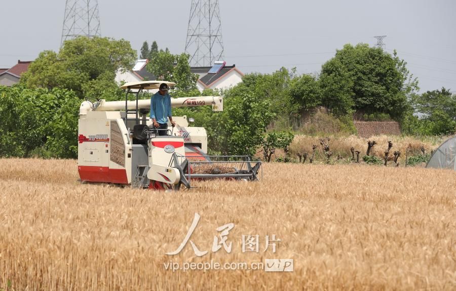 浙江德清:小麦开镰