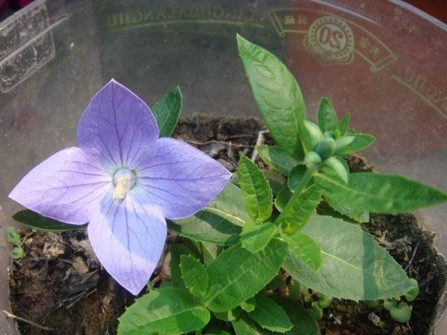 这几种花,北方地区也能露养!花开一整年,怎么养都养不死!