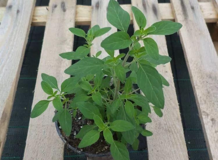 冬天能够在室内种植的5种清香植物，放菜里煮味道提升一个档次