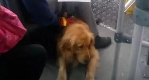 男子地铁不听劝阻多次骚扰导盲犬