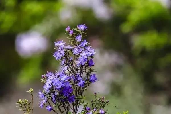 春日花事高山杜鹃开了，趁着花期来四姑娘山收获诗与远方吧