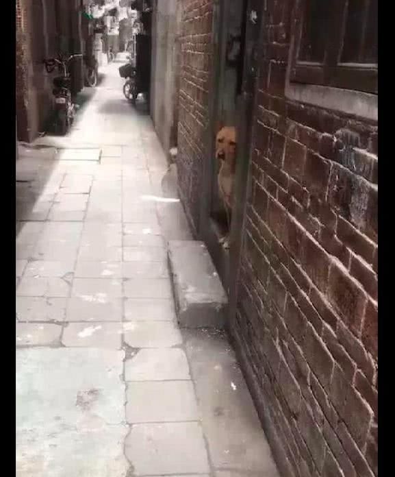 网友把狗送到朋友家寄养,它就坐在门口望:主人是不是不要我了? 通博官网app