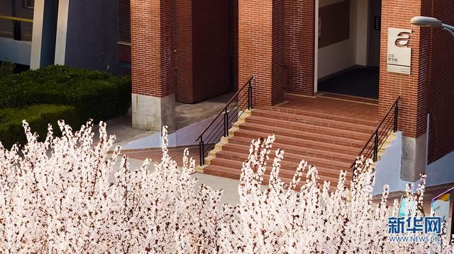 美炸！航拍西安繁花似锦 与春天浪漫邂逅