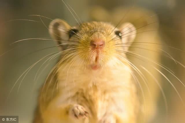 1972年(47岁)鼠朋友的后半辈子,看完后,你会认命吗?