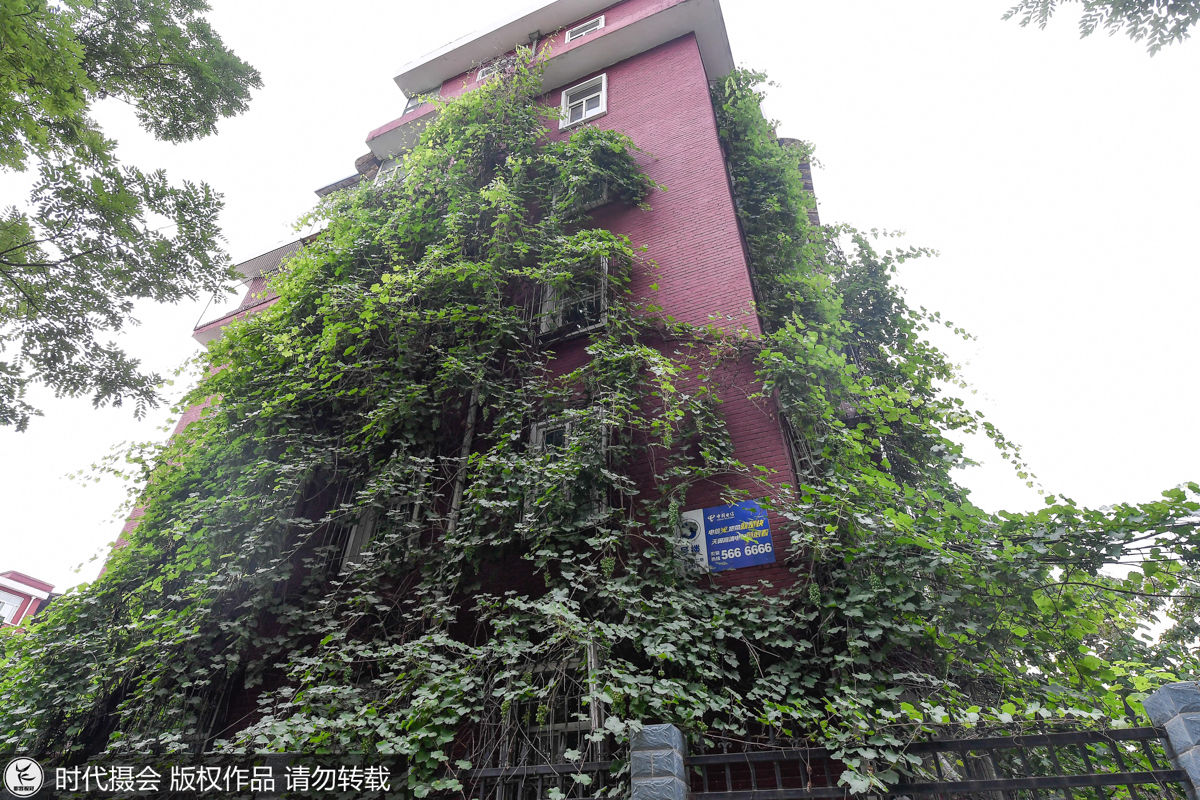 葡萄树长25年藤蔓爬满5层楼 能结1吨果实街坊邻里免费吃