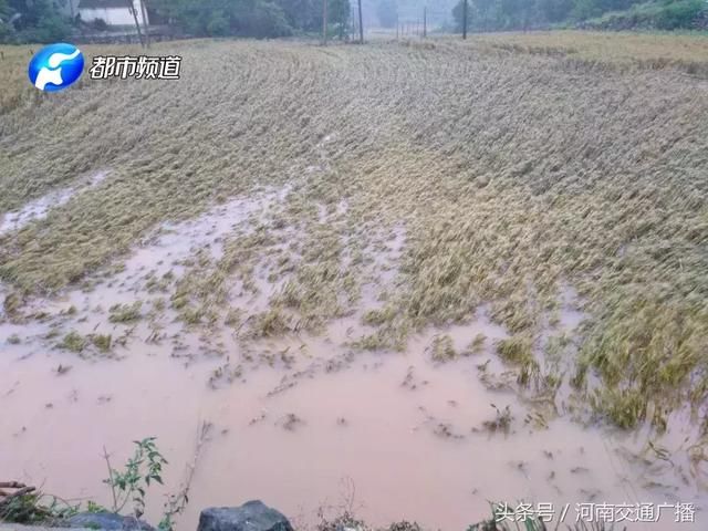 南阳突遭暴雨！淅川、邓州受灾严重，水深齐腰、房屋受损……