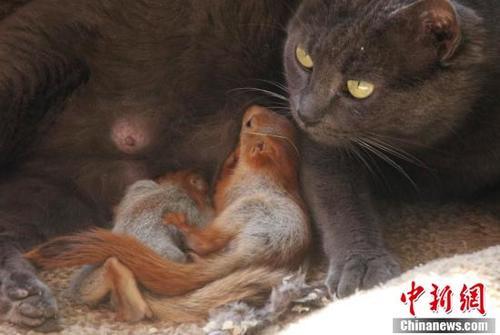 跨越物种的母爱 猫妈妈收养四只松鼠宝宝