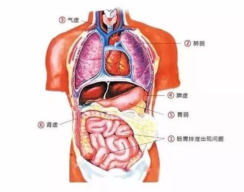 初秋湿气重,每天喝杯它,能排出体内10年湿气