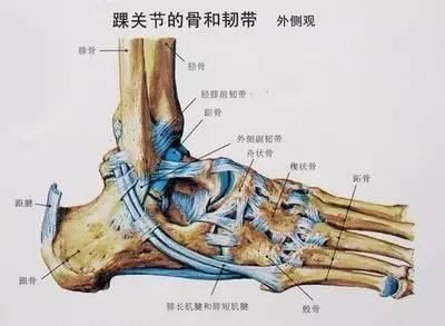 踝关节韧带与肌腱损伤的诊断要点(上)