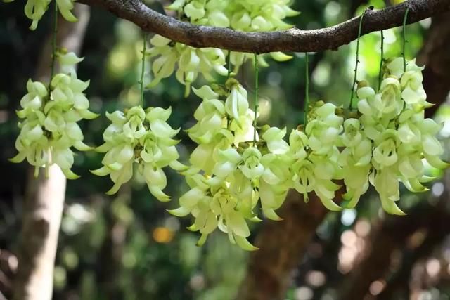 周六免费!广州附近这片禾雀花海没爆了,千万别错过了...