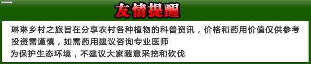 这种野果曾经满山皆是，农民一天摘上百斤，如今卖到50元一斤