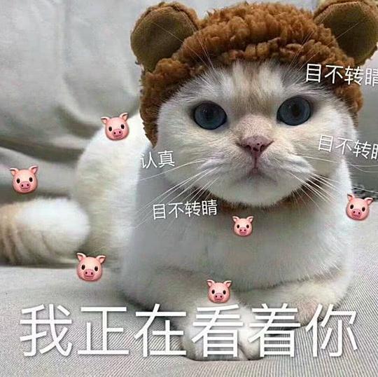 表情搞笑猫咪:你生气的样子像极了我女朋友微信拉尿图片表情图片