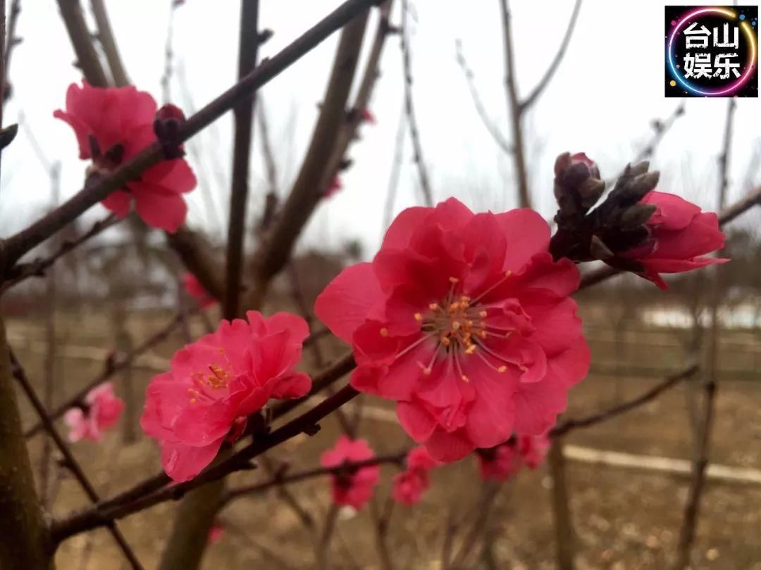 台山海宴又一处“赏花”好地方！你要来转下桃花运吗？