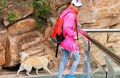 当狗子上了“玻璃桥”,展现“怂狗”本性!网友:拖把咋卖? 万博maxbet体育