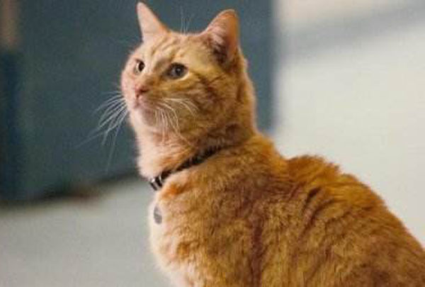 惊奇队长:宇宙魔方时间线整理,猫吐出空间宝石