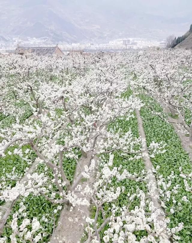 川西规模最大原生态李花观赏地，迎来最后的花期！要去的抓紧！