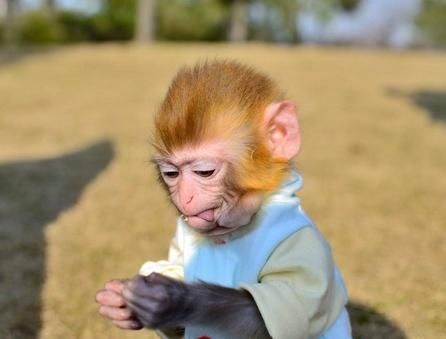 接福纳贵迎财神,2018年时来运转,4大生肖越活越滋润