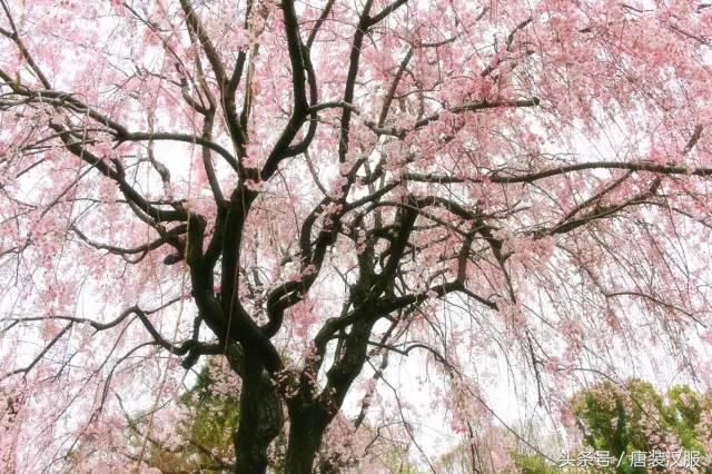 春天带你看花十里春风不如你，人间最美是三月