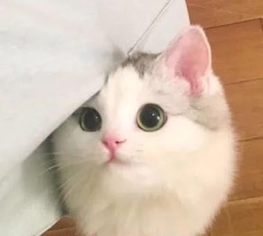 她的脸到底怎么了？