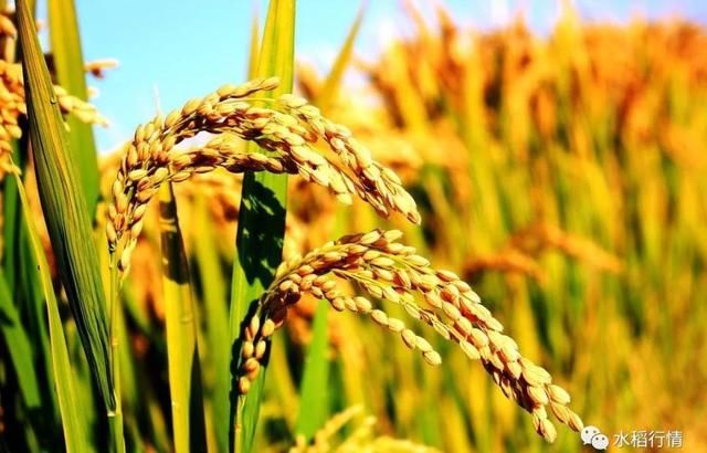 18年水稻价格预测:新粮一旦上市,价格就会下跌