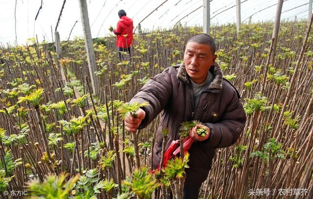 见过这些野菜的都是正儿八经的农村人，要是吃过一半以上我真心服