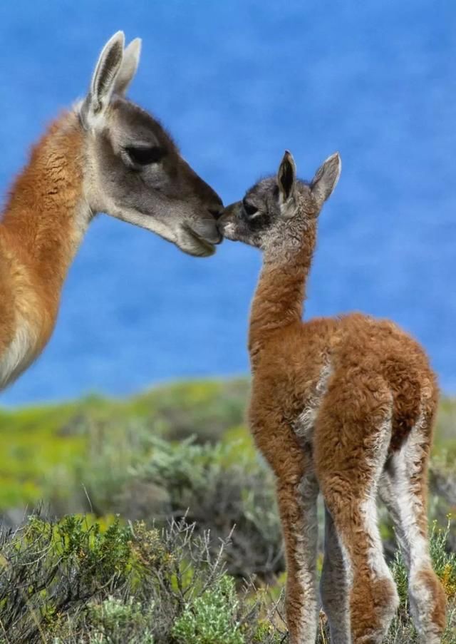 世界最佳旅游冒险目的地:智利