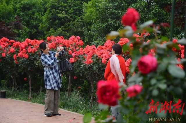 想看花开得比脸还大的玫瑰树去这里