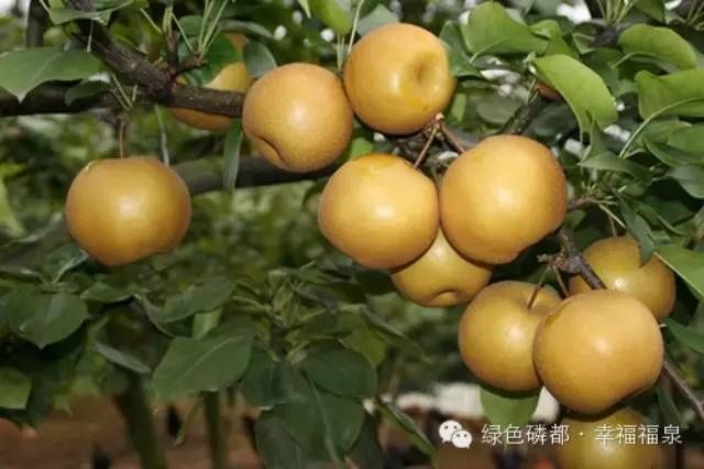 【贵州特产地图】告诉你贵州特色水果、猪牛鱼