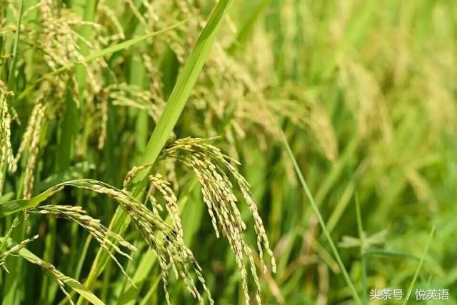 高考英语最后45天备考需要注意的问题