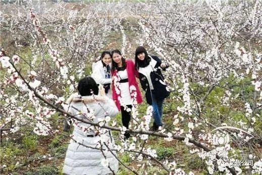 乡约大雁滩，杏好有你来第四届杏花旅游文化节盛大开幕!美好的时