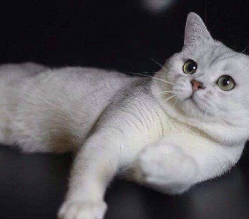 养宠经验:银渐层猫不胖怎么回事,怎么让银渐层