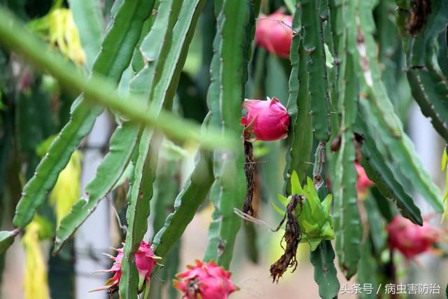 火龙果营养类的产品应该怎么选?根据生育需求