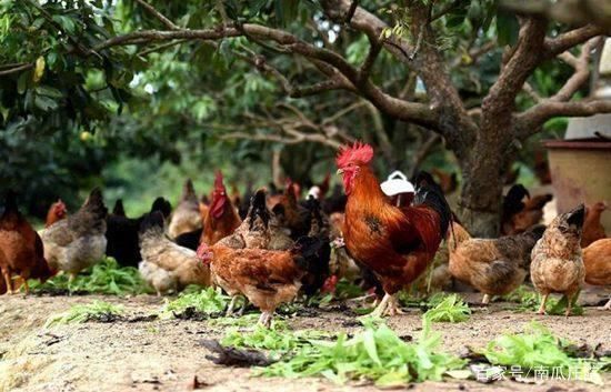 养殖业禁养:农村家庭养鸡养多少只不在整改和